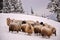 Sheep in a cold white winter landscape