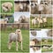 Sheep collage