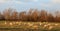 Sheep with colorful markings in evening sunlight