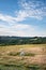 Sheep in colorful Summer landscape in English countryside of Ash