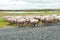 Sheep coming home to ranch in Argentina. Some sheep are shorn