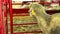 Sheep confined in pen at County Fair