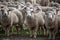 Sheep contained in sheep yards waiting to be drenched, look up curiously