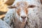 Sheep in the corral for cattle and sleeping after a walk in a pasture.