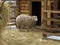 Sheep in a corral near barn.