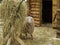Sheep in a corral near haystack