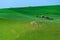 Sheep countryside
