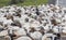 Sheep in a countryside of Armenia