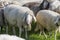 sheep with cowbell among flock in paddock at Alpine Cattle Drive, Rettenberg, Germany
