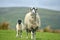 Sheep by cowhouse in Swaledale, Yorkshire Dales