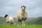 Sheep by cowhouse in Swaledale, Yorkshire Dales