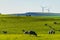 Sheep and Cows amongst the wind farm in Western Australia