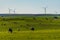 Sheep and Cows amongst the wind farm in Western Australia