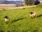 Sheep @ Crookham, Northumberland, England.