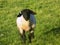 Sheep @, Crookham, Northumberland, England.