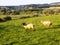 Sheep @, Crookham, Northumberland, England.