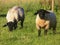 Sheep @, Crookham, Northumberland, England.