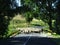 Sheep crossing country road