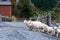 Sheep crossing a gate in Central Otago