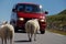 Sheep crossing Norwegian road