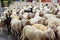 Sheep crossing a road