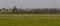 Sheep and crows on Dartmoor football pitch. Whitchurch, Devon.