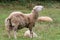 Sheep is crying out. Portrait of a sheep bleating. on a meadow with green grass. Flock of sheep. Rural life concept. Sheep are.