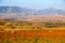 Sheep on a cultivation field with mountains in the background Lesotho