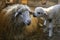 Sheep and cute lamb smiling while eating organic food at the farm