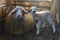 Sheep and cute lamb smiling while eating organic food at the farm