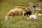 A sheep with cute little lambs on meadow