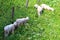 Sheep in dandelion field