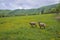 Sheep with dandelions