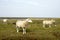 Sheep on Danish Wadden Sea