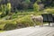 A sheep on the deck of a country house, Gisborne, New Zealand