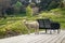 A sheep on the deck of a country house, Gisborne, New Zealand