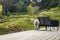 A sheep on the deck of a country house, Gisborne, New Zealand