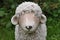 Sheep decorative statue for garden