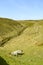 Sheep in Derbyshire countryside