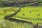 Sheep in Derbyshire England UK