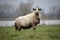Sheep on dike, Aijen, Gemeente Bergen, Limburg in the Netherlands. River Maas in the background