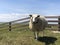 Sheep on a dike in Hinderloopen