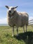 Sheep on a dike in Hinderloopen
