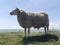 Sheep on a dike in Hinderloopen