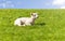 Sheep, dike, lambs, North Sea