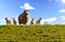 Sheep, dike, lambs, North Sea