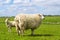 Sheep on the dike at the North Sea