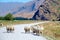 Sheep on dirt road