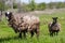 Sheep with dirty wool grazing in a meadow