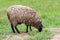 Sheep with dirty wool grazing in a meadow